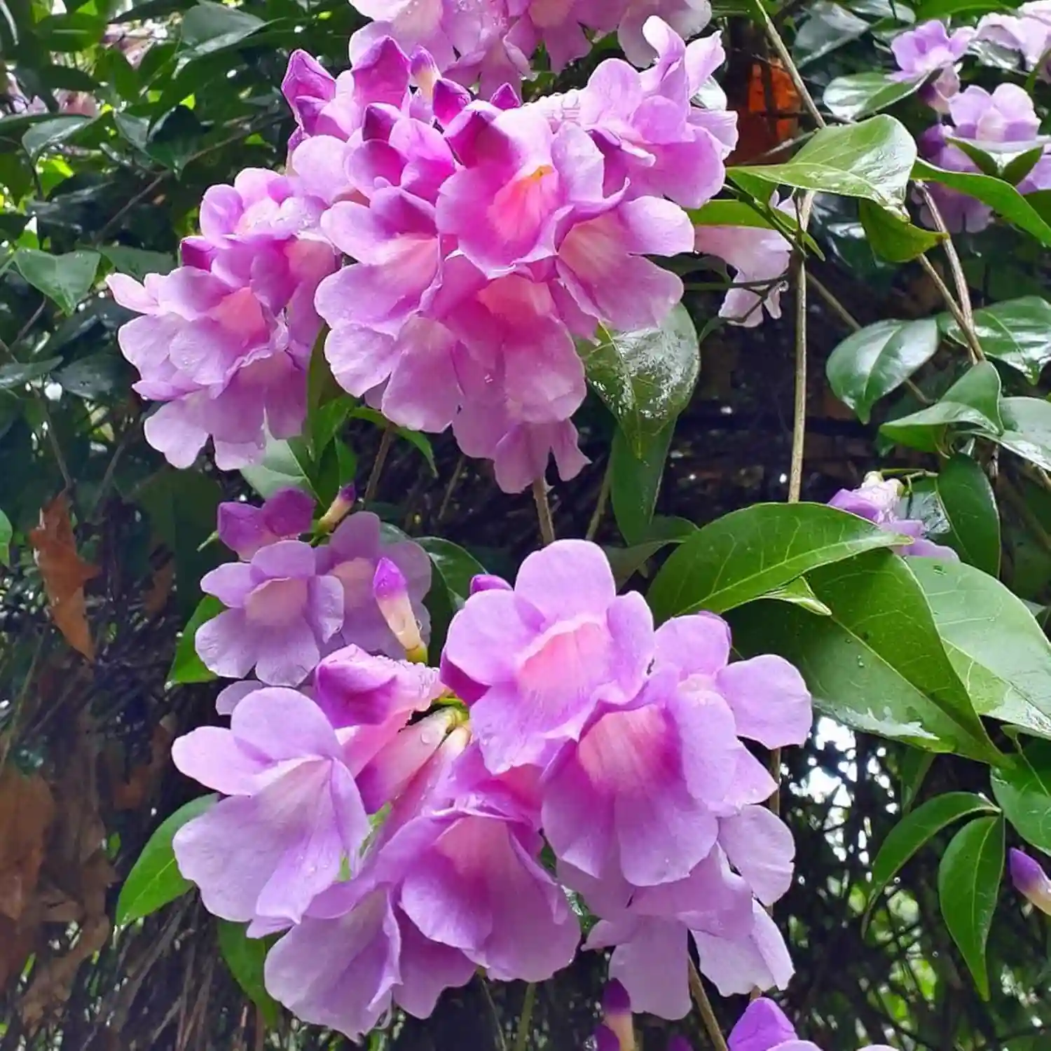 Garlic Vine Creeper