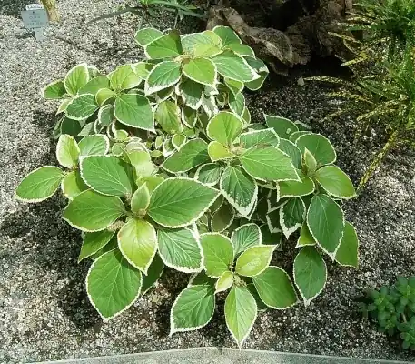 Acalifa