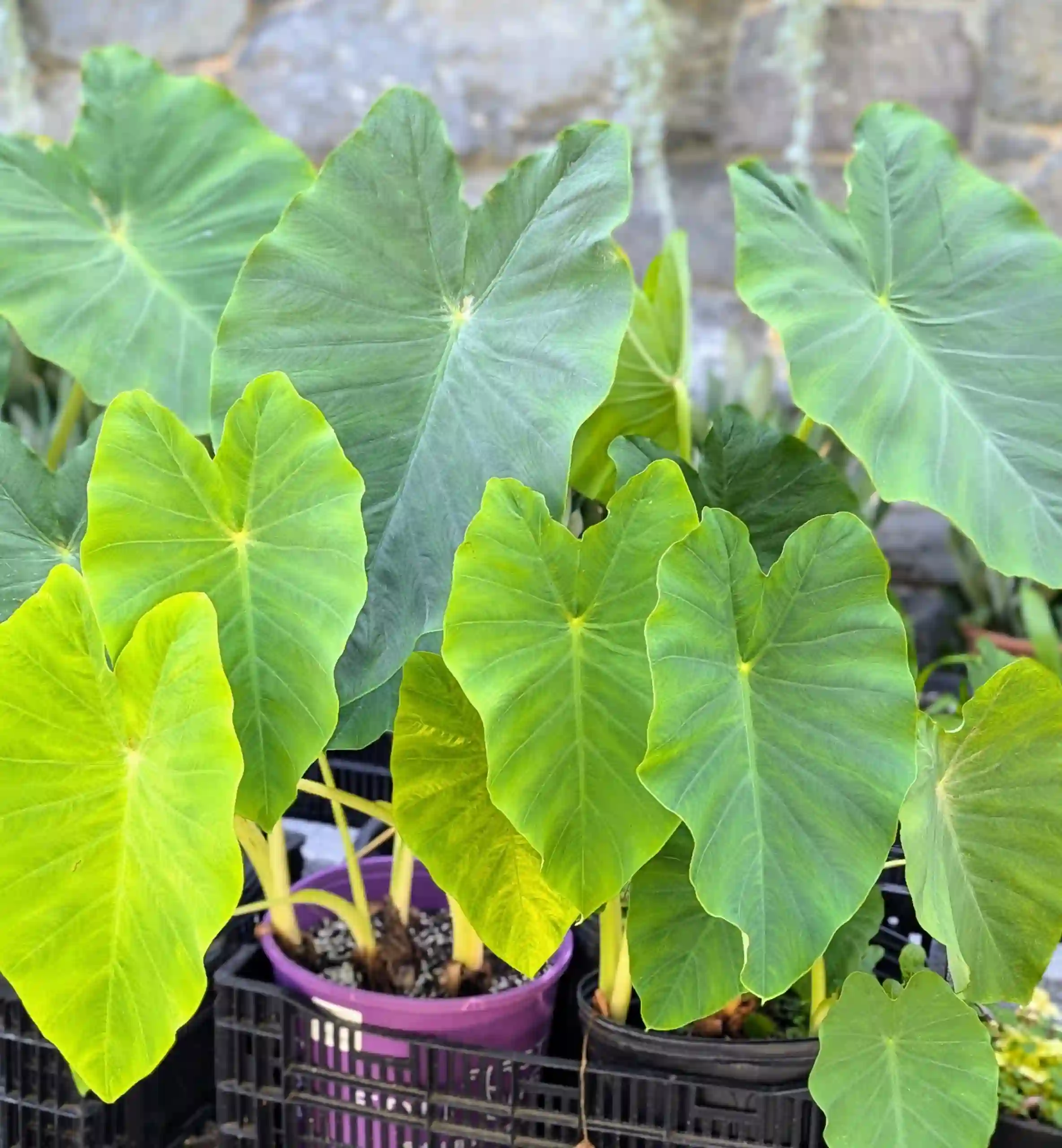Alokesia