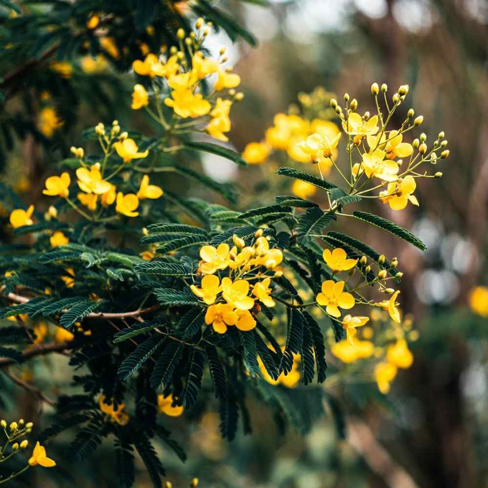 Amaltas Plant