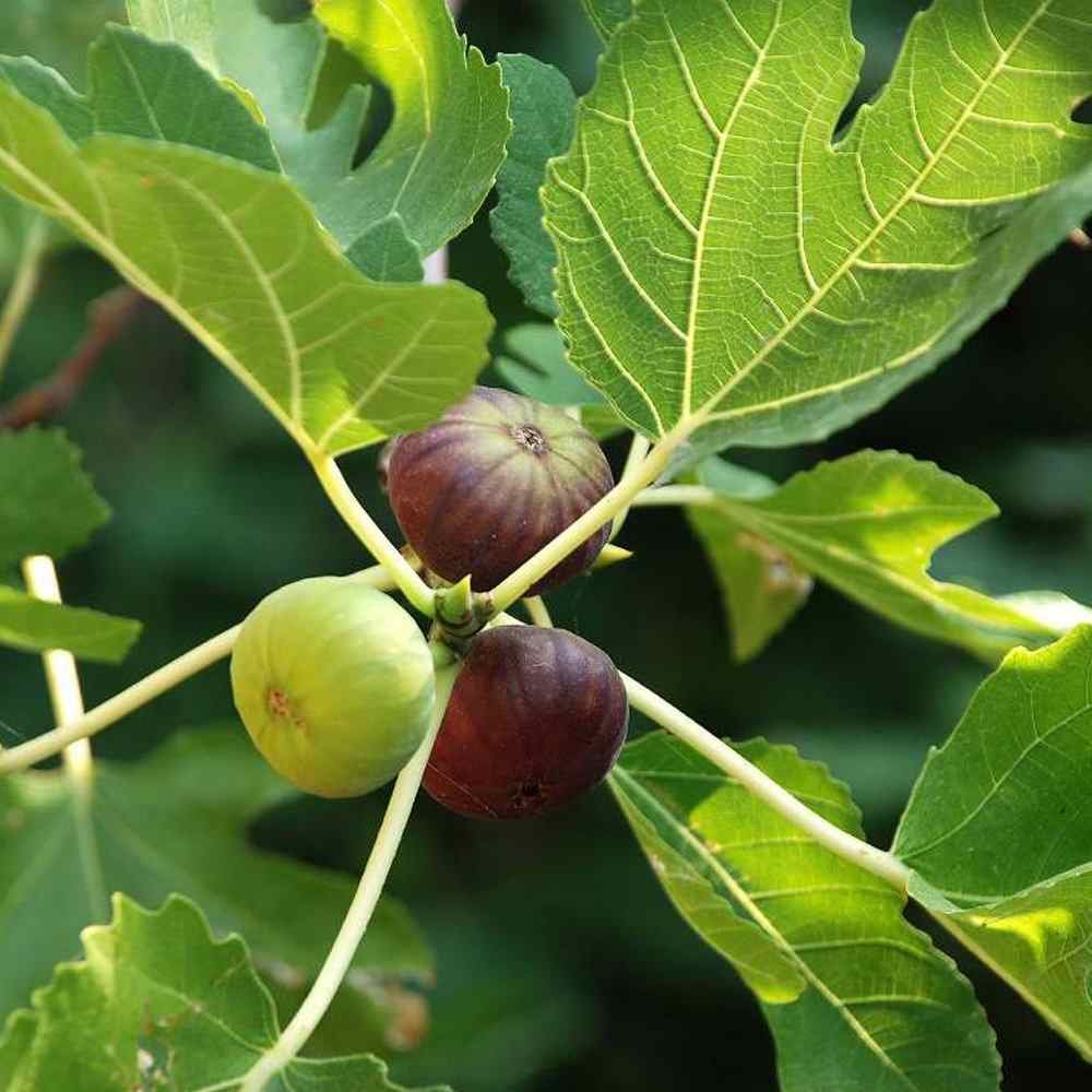 Anjir (Fig) Plant