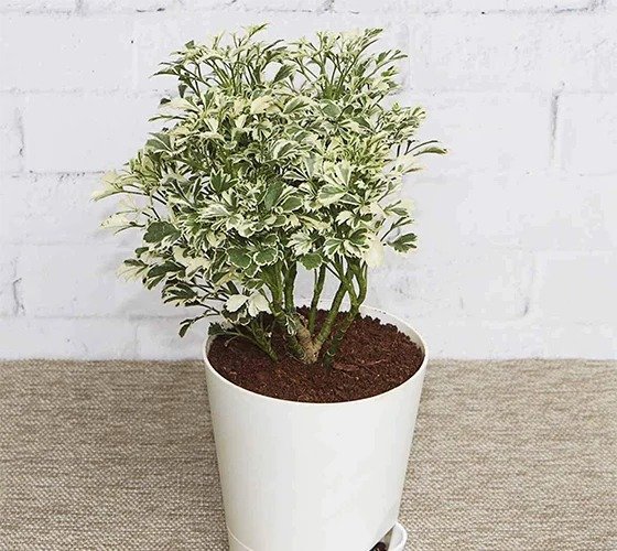Arelia Plant