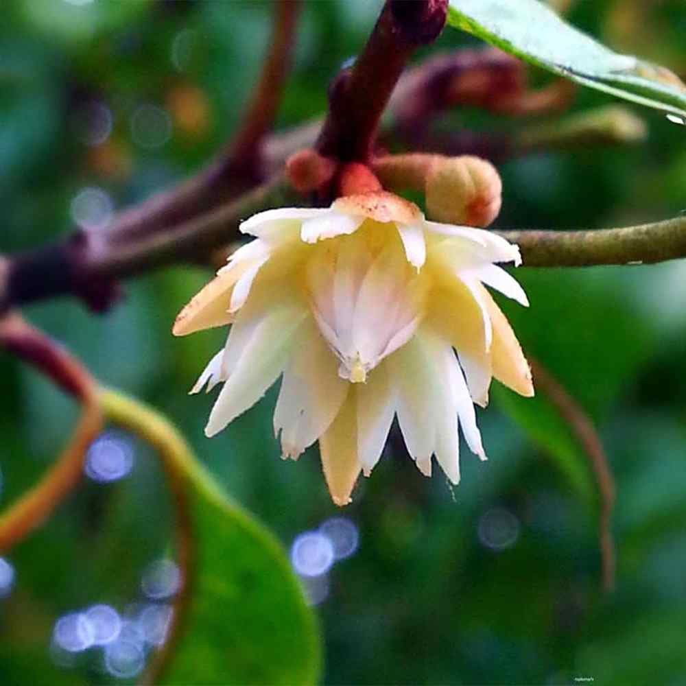 Bakul Plant
