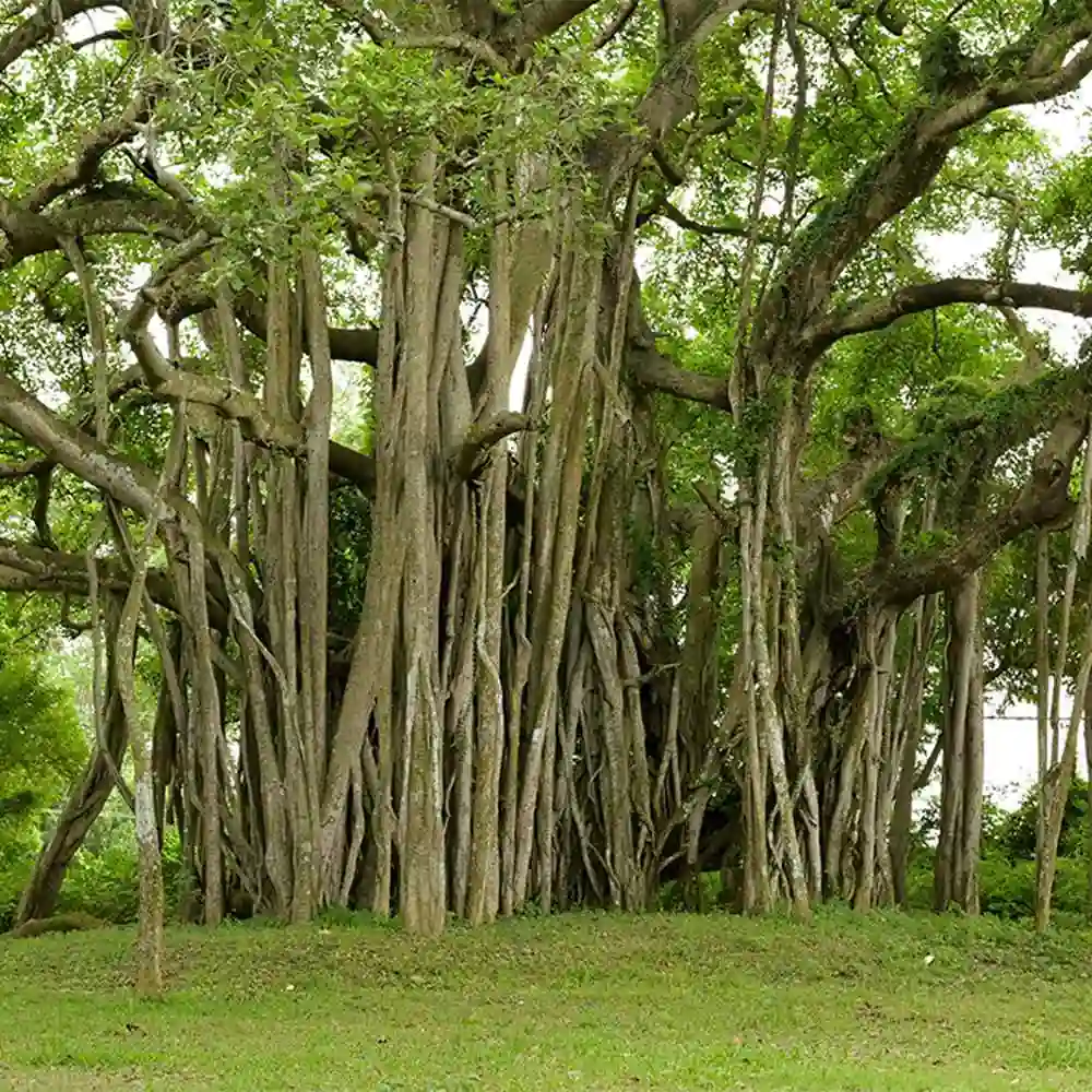 Banyan Plant