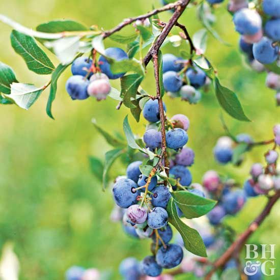 Blueberry Plant