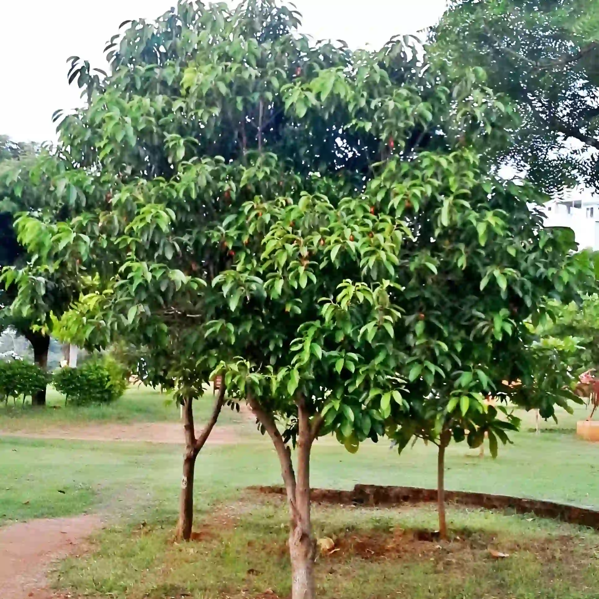 Borsalli