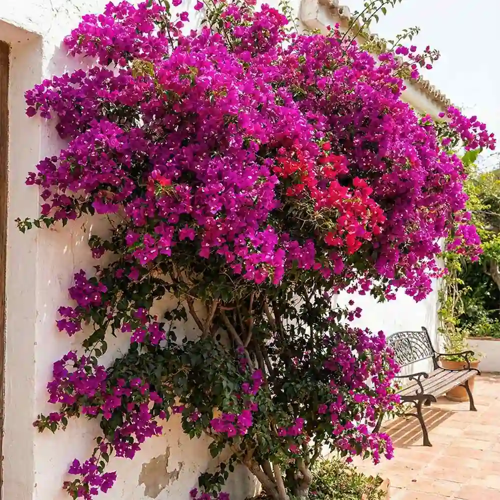 Bougainvillea Plant