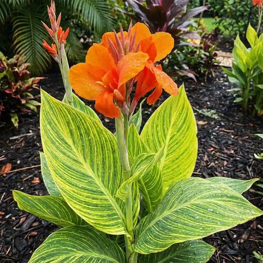 Canna Plant