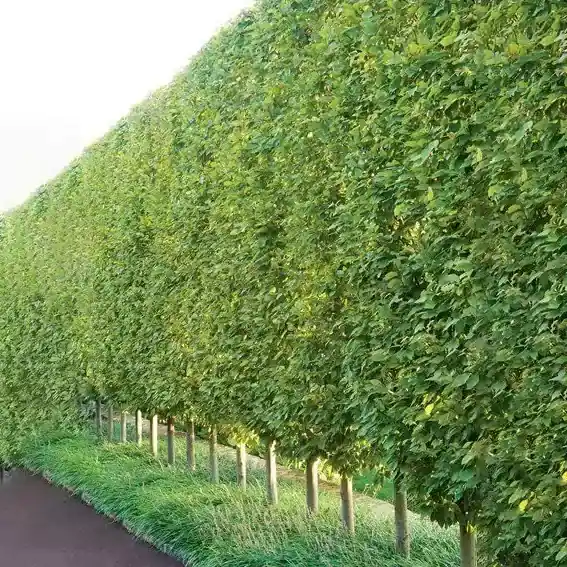 Conocarpus