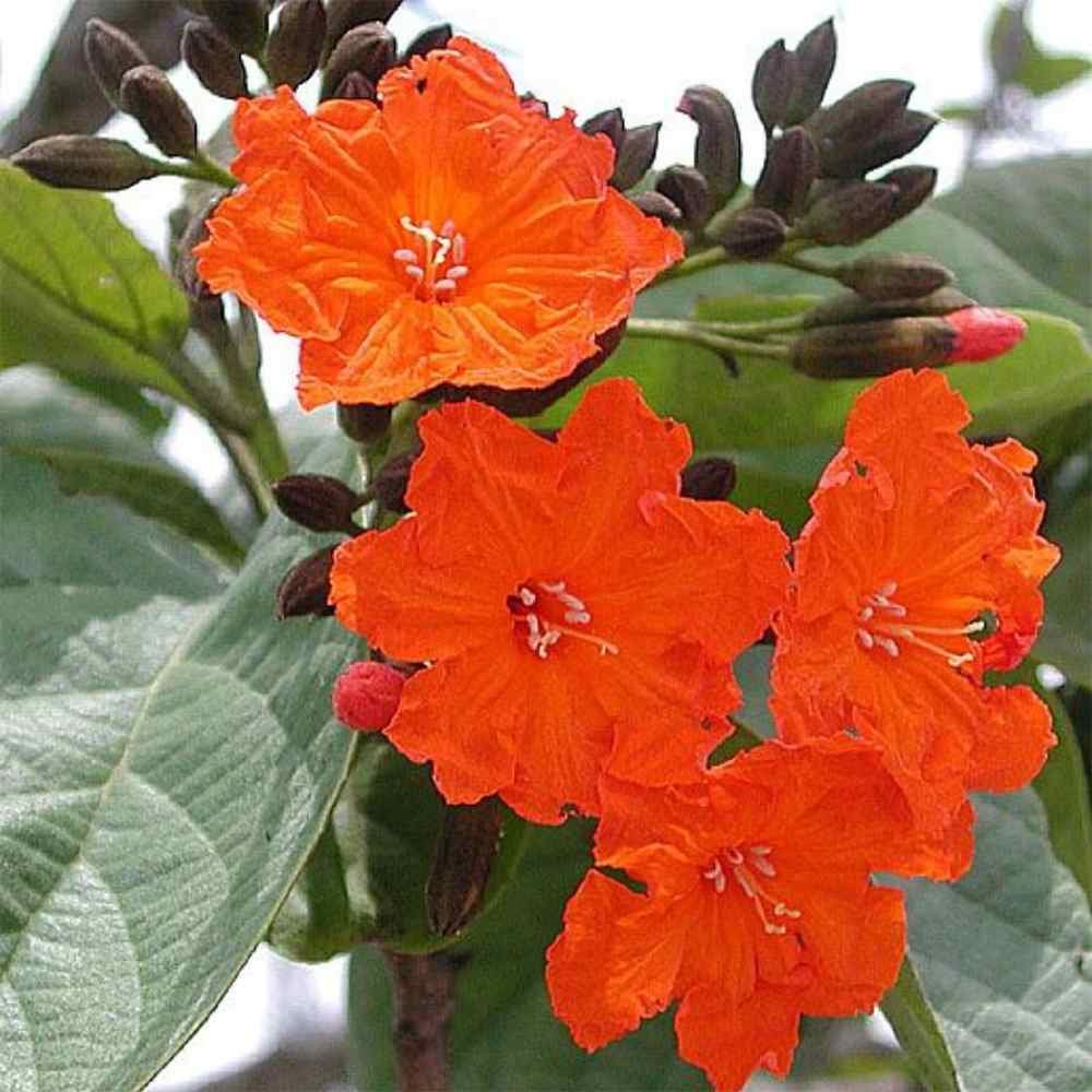 Cordia Plant