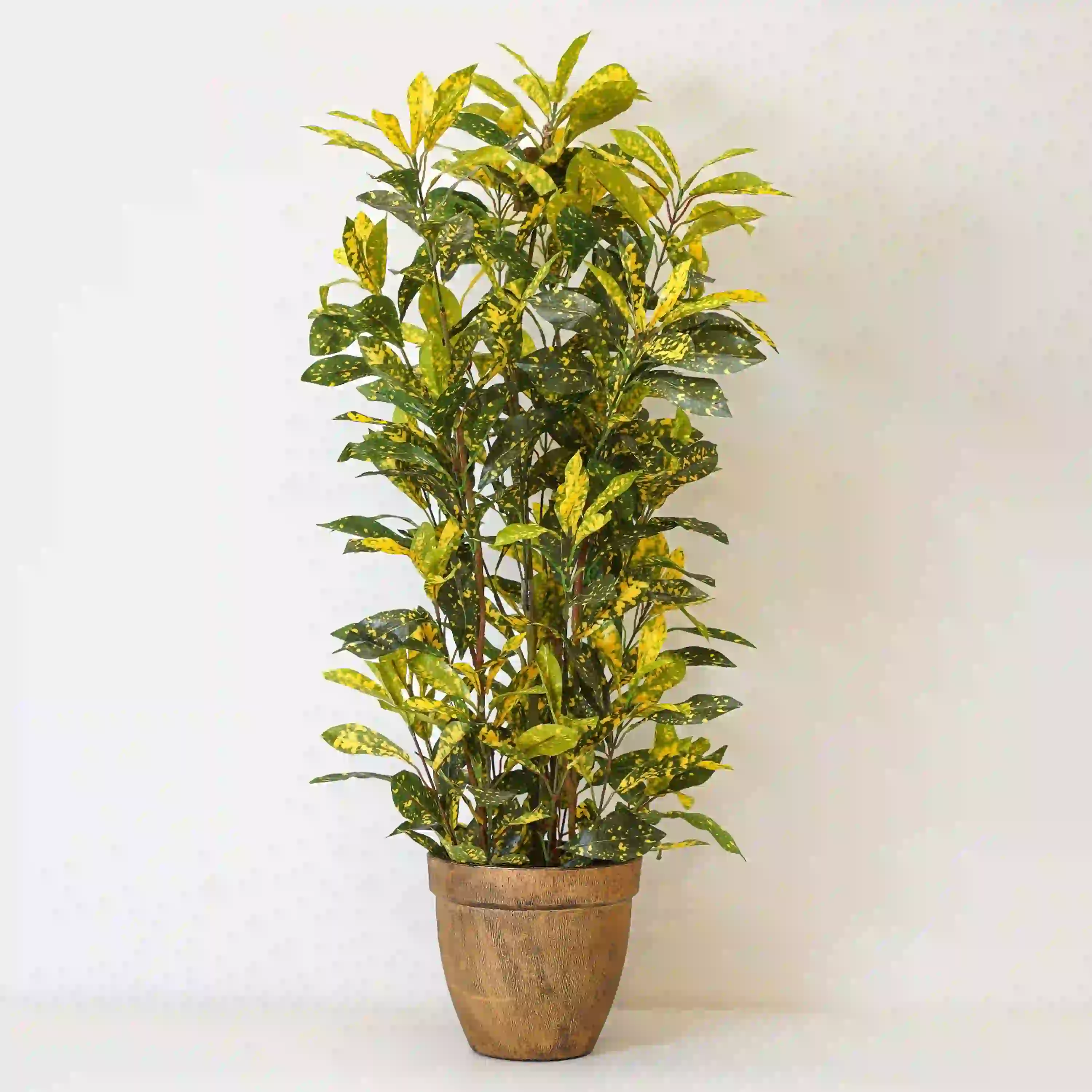 Croton