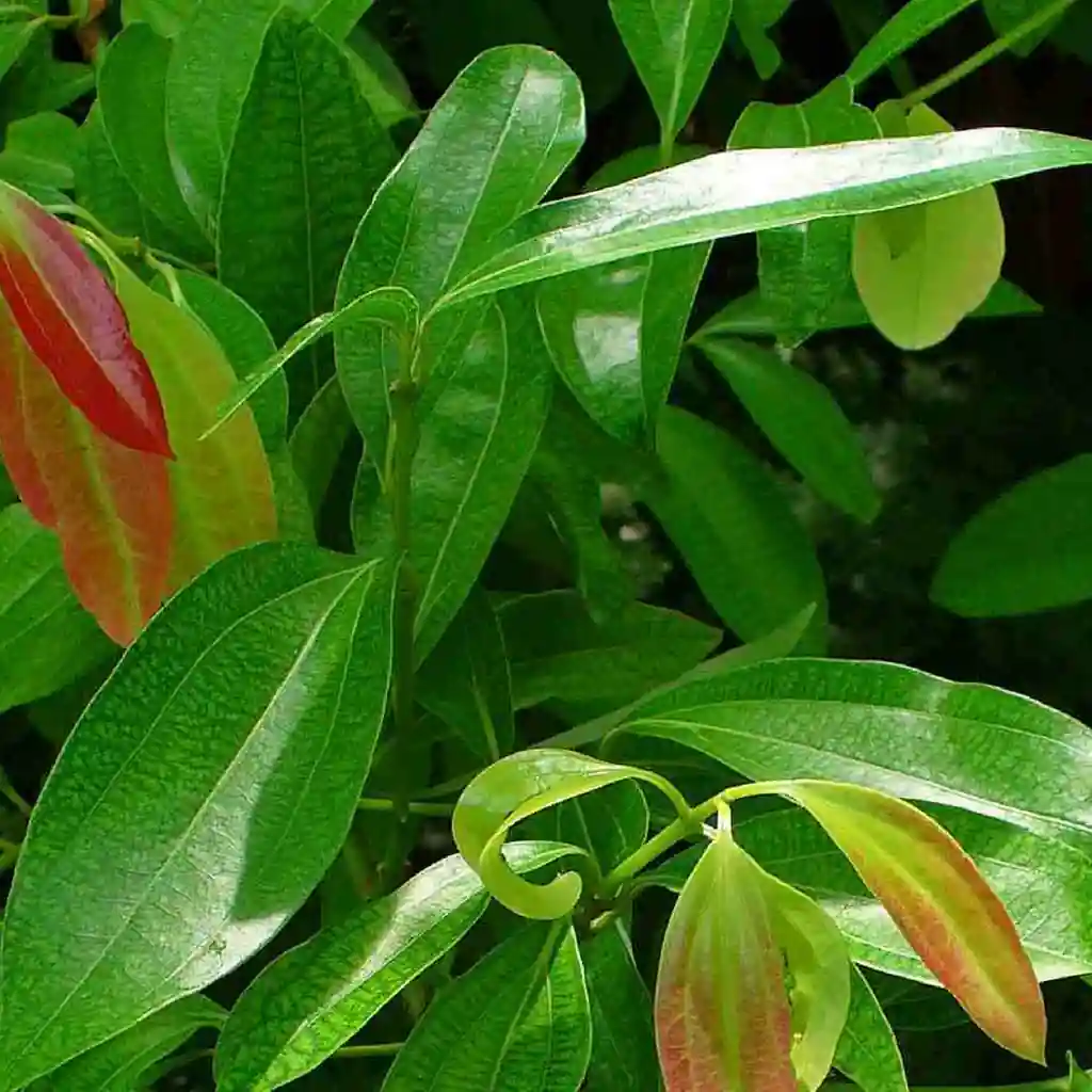 Dalchini