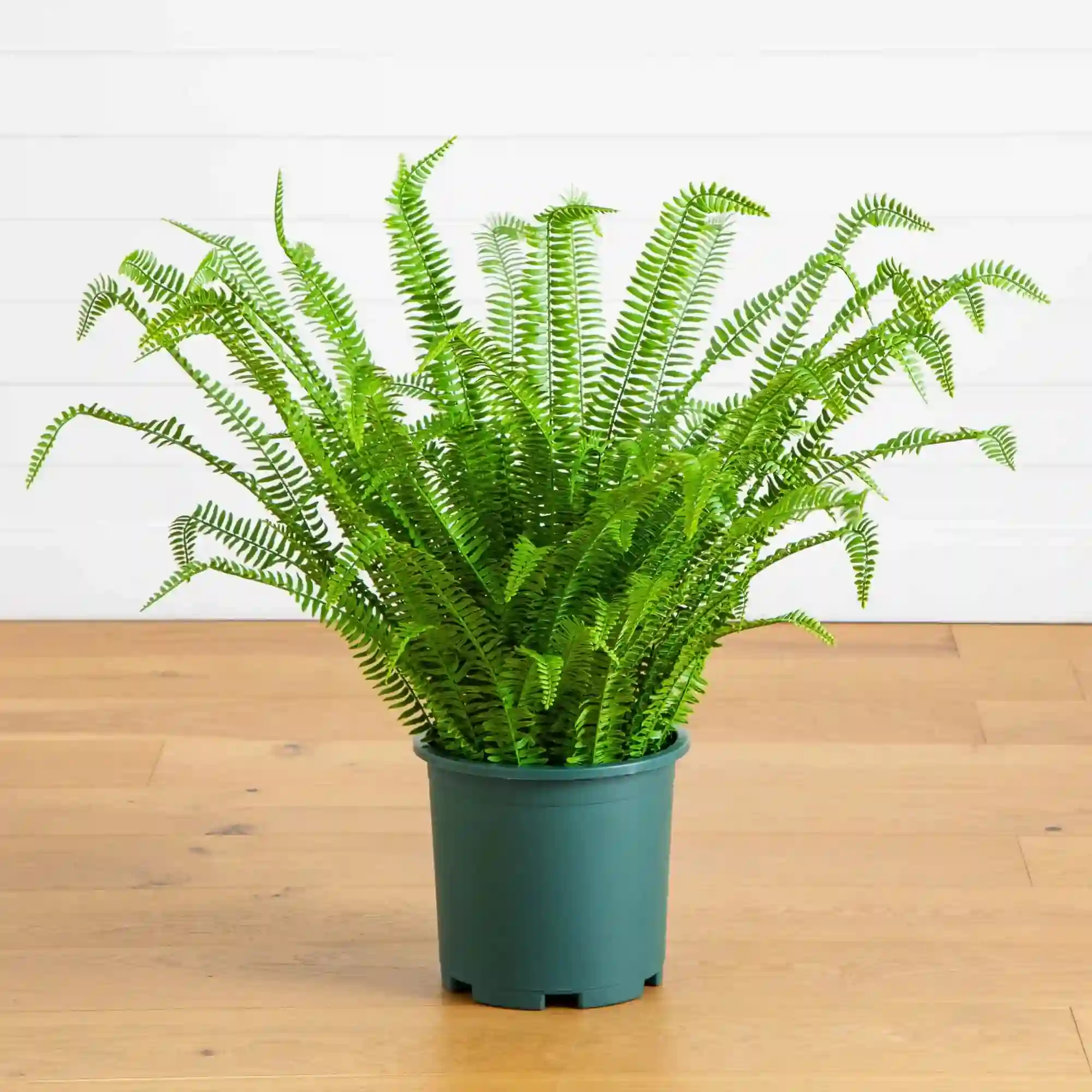Fern