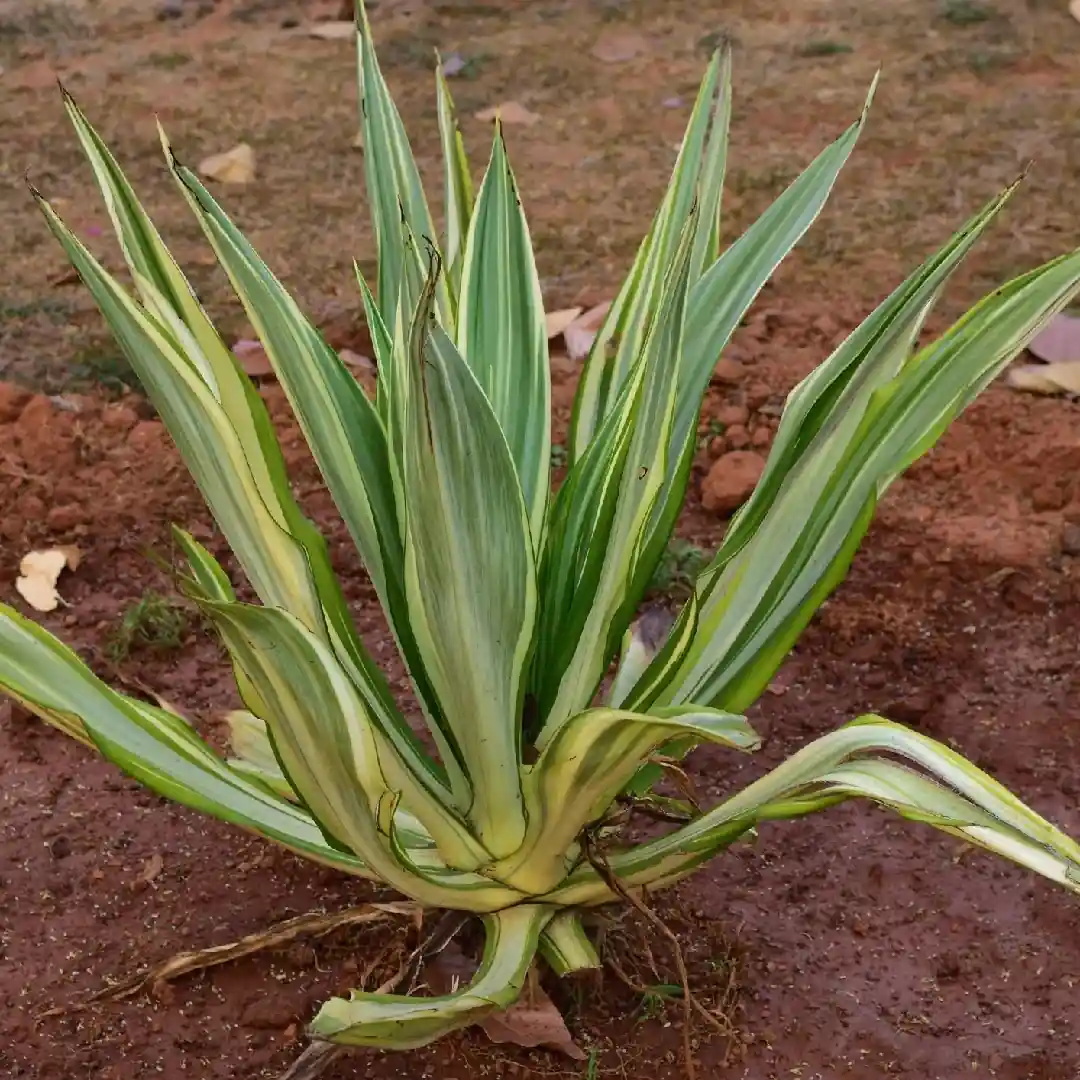 Furcaria Plant