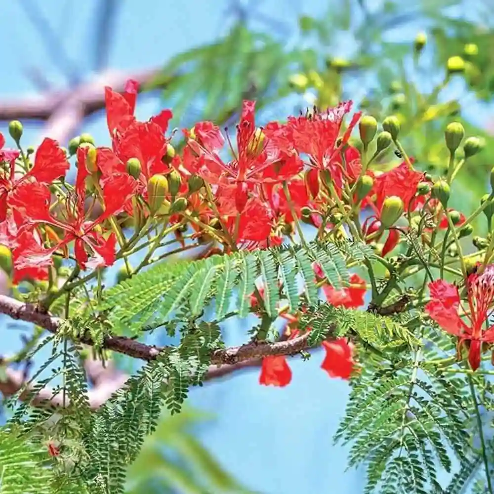 Gulmohar Plant