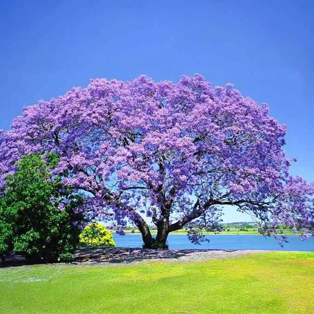 Jacaranda Plant