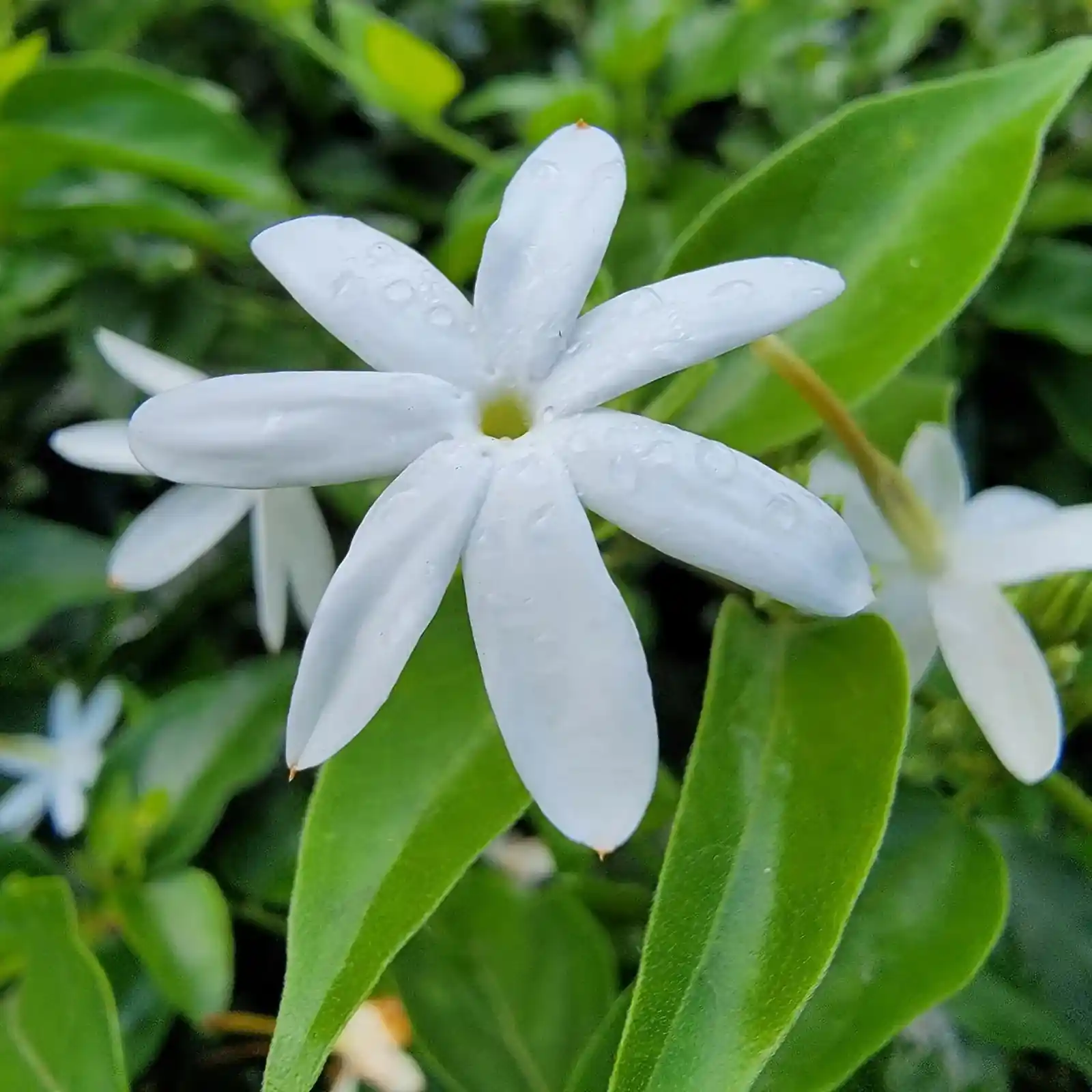 Jai