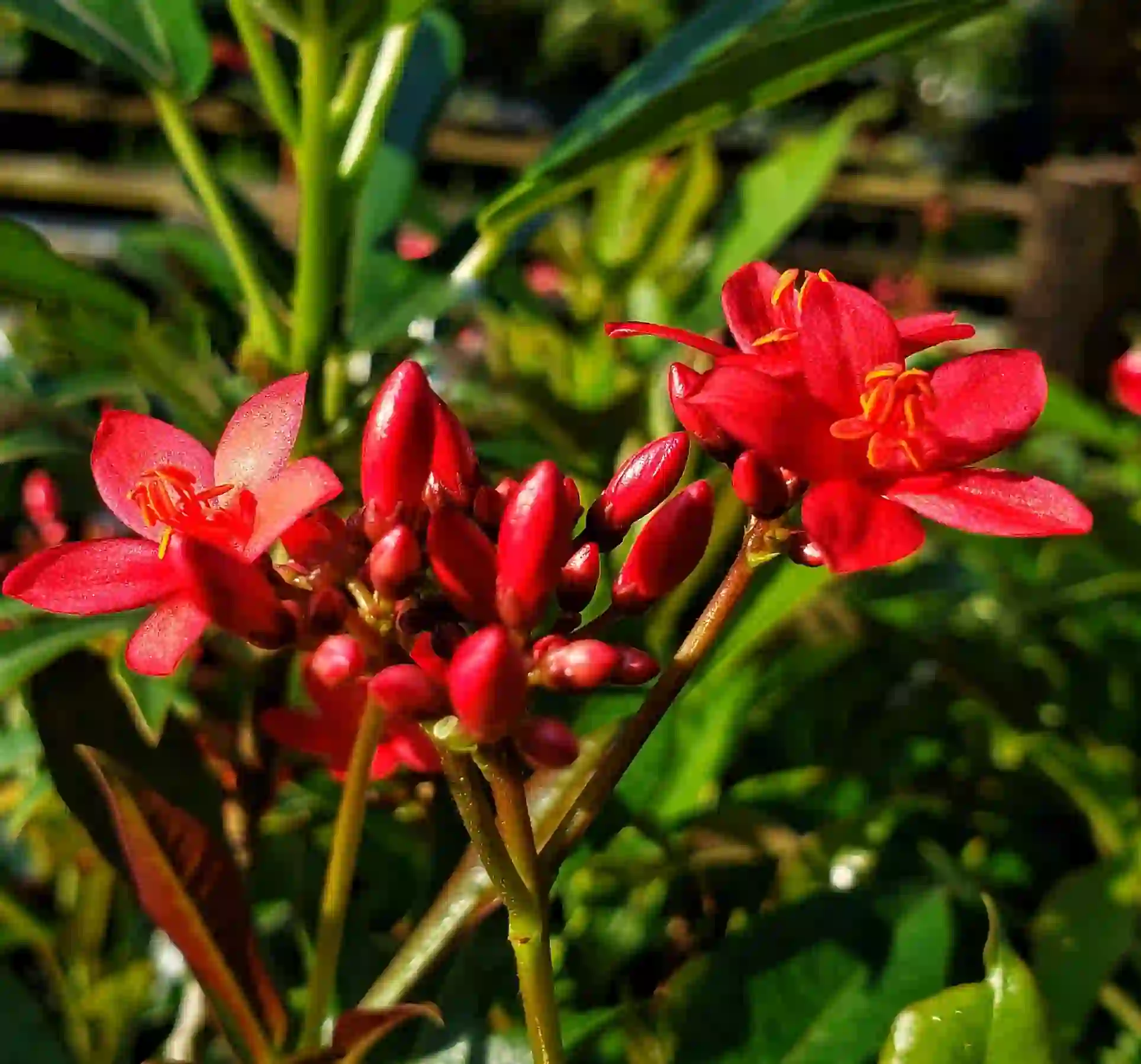 Jatropha