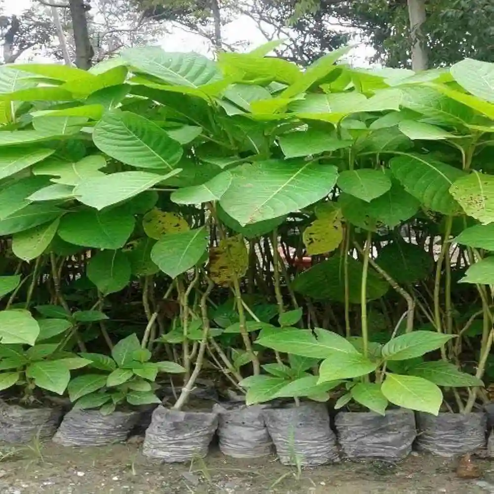 Kadam Plant