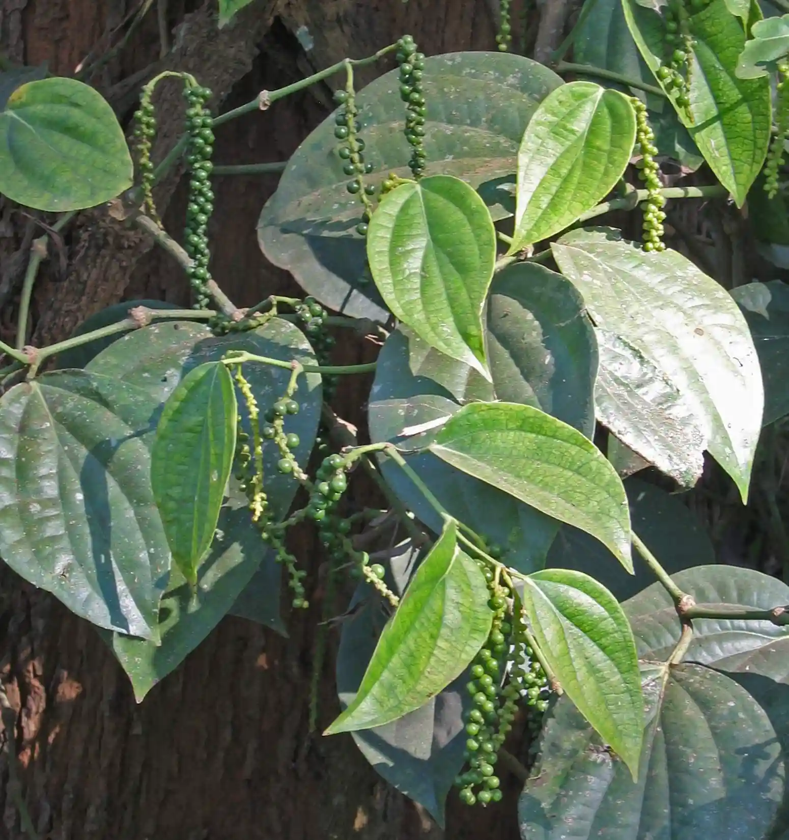 Kalimiri