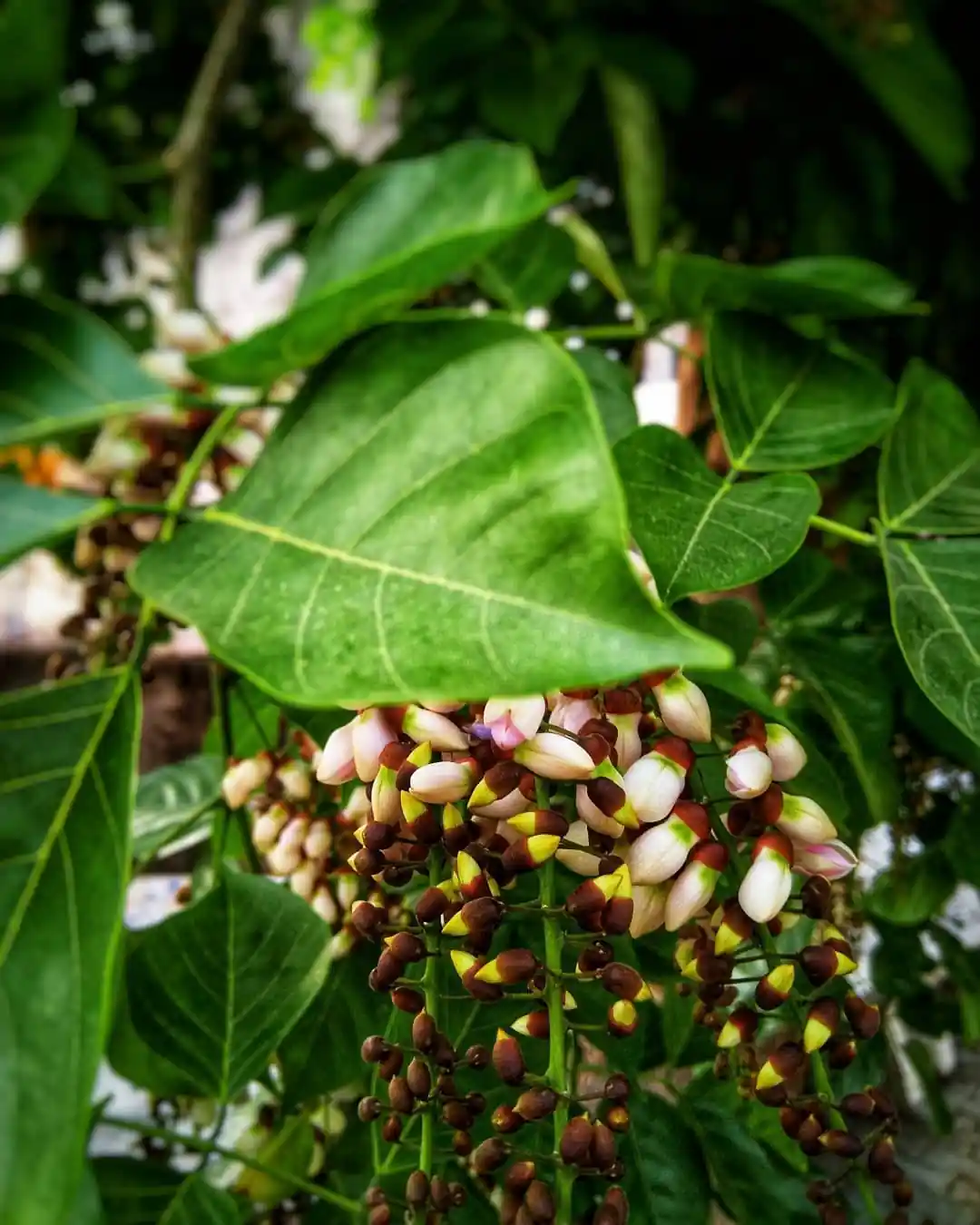 Karanj Plant
