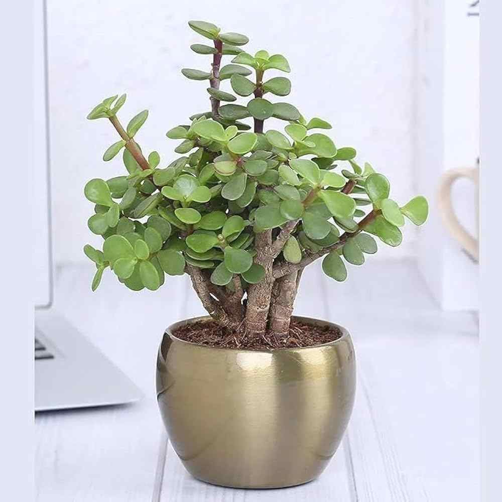 Kashid Plant