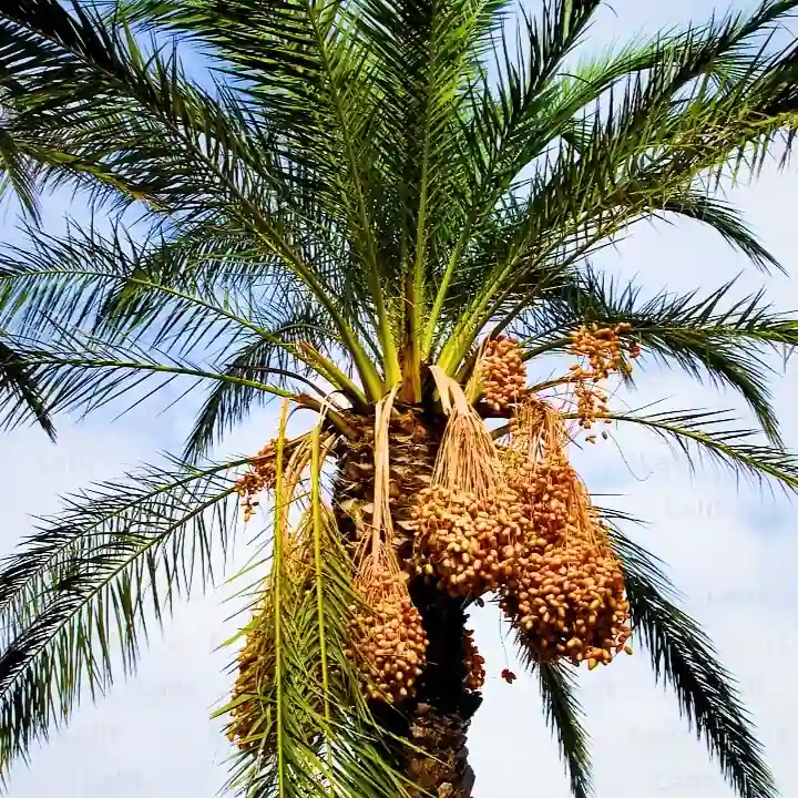 Khajur