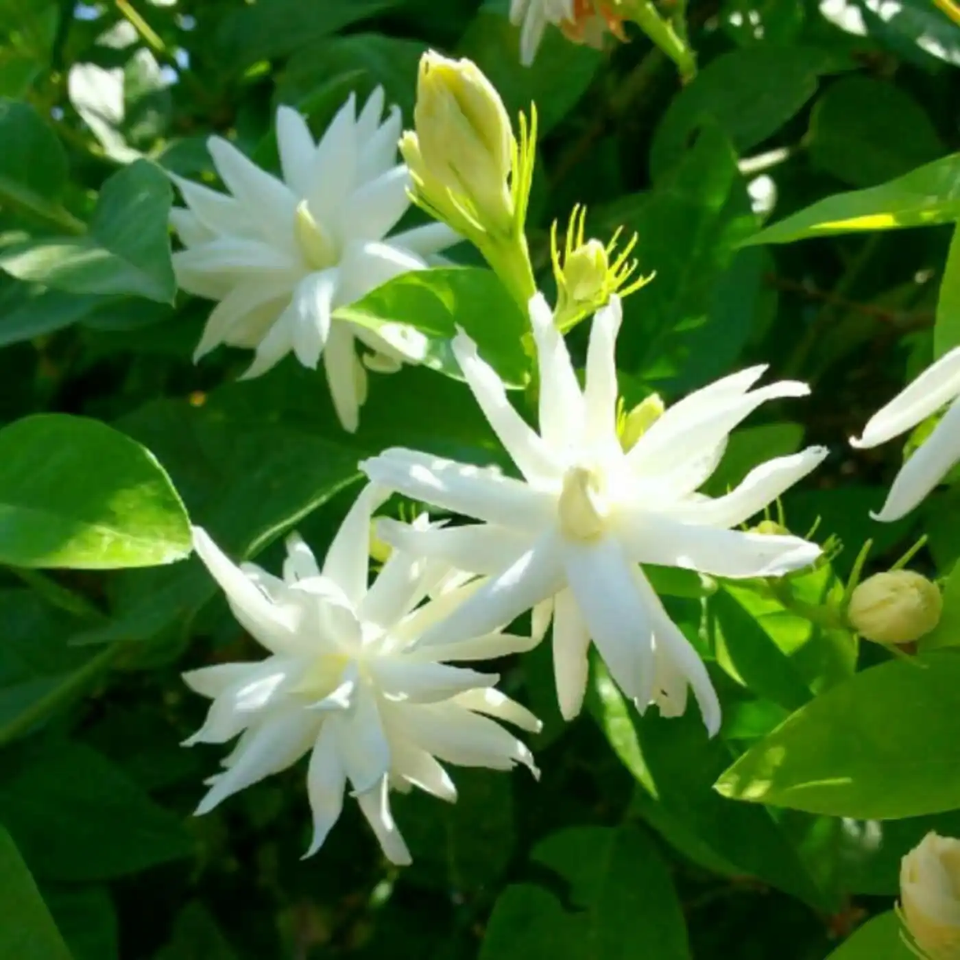 Kunda
