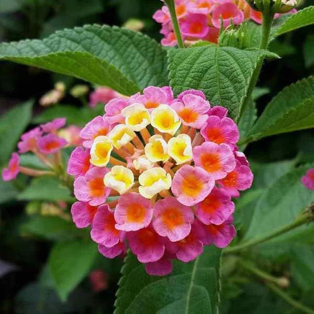 Lantana Plant