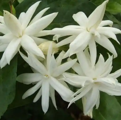 Madanmast