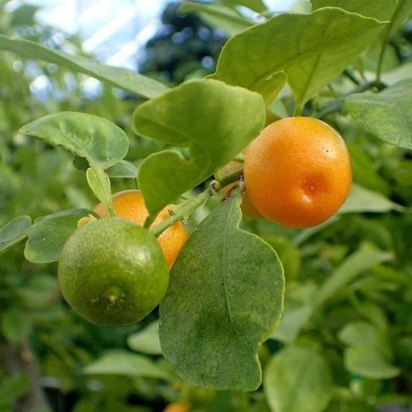 Mosambi Plant