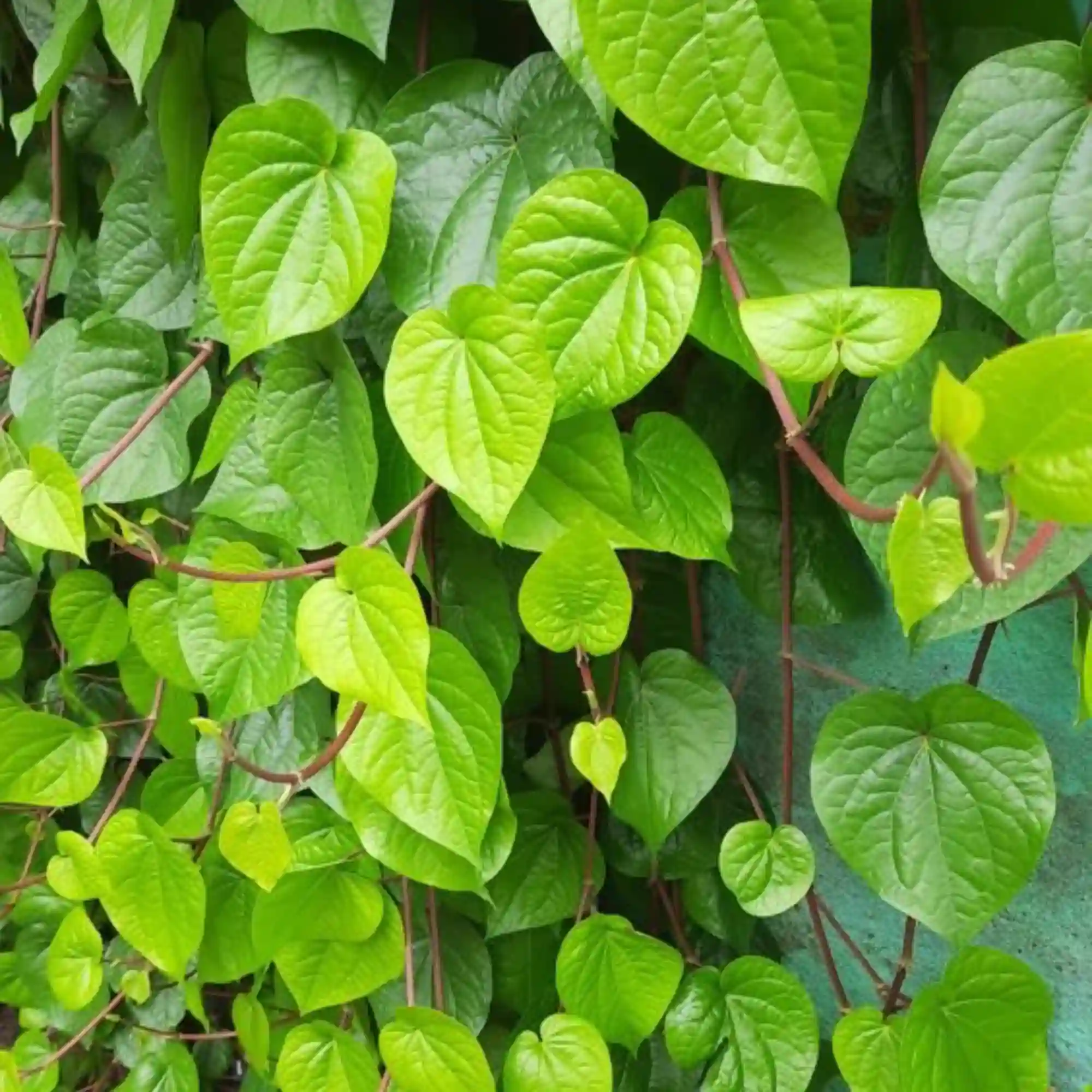 Paan