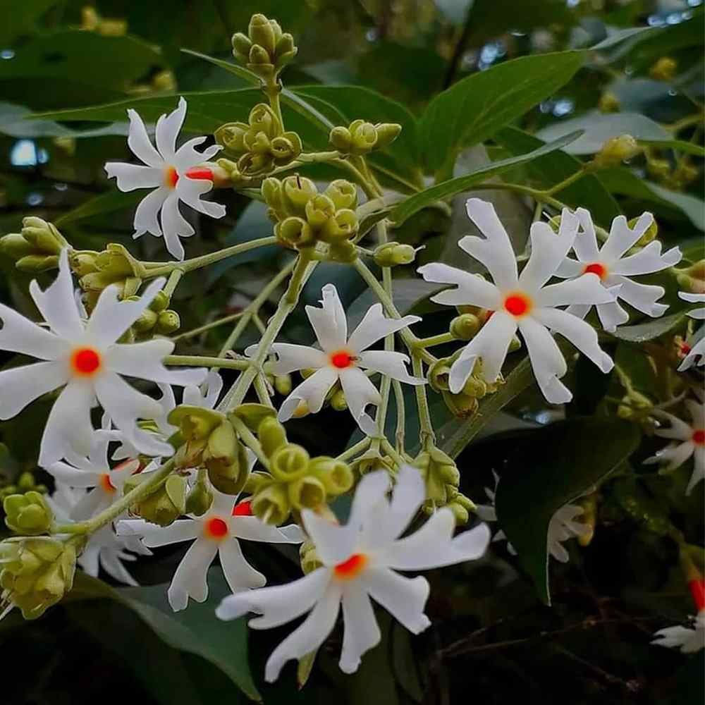 Parijat Plant