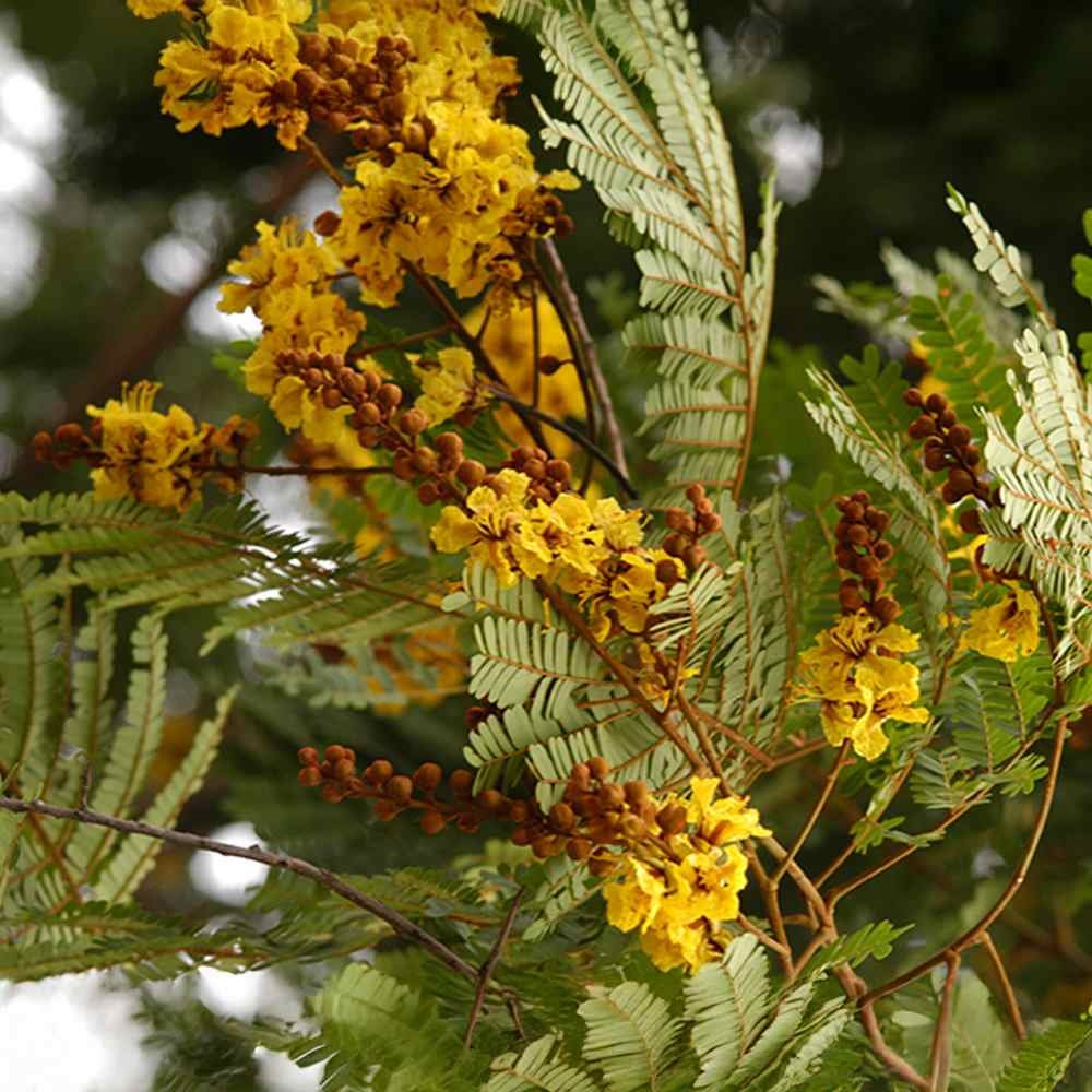 Peltophorum Plant