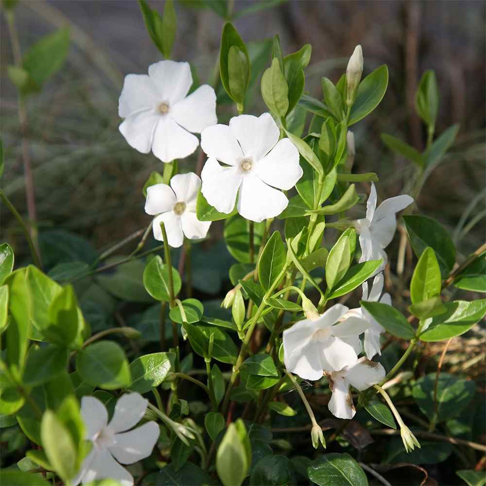 Periwinkle Plant