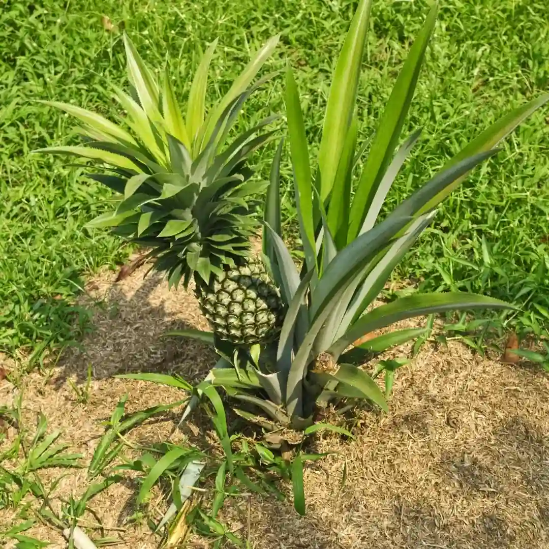 Pineapple