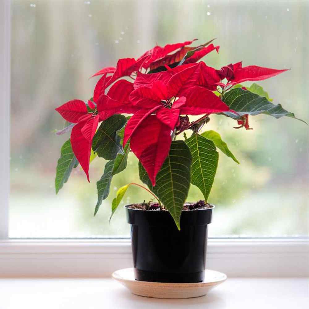 Poinsettia Plant
