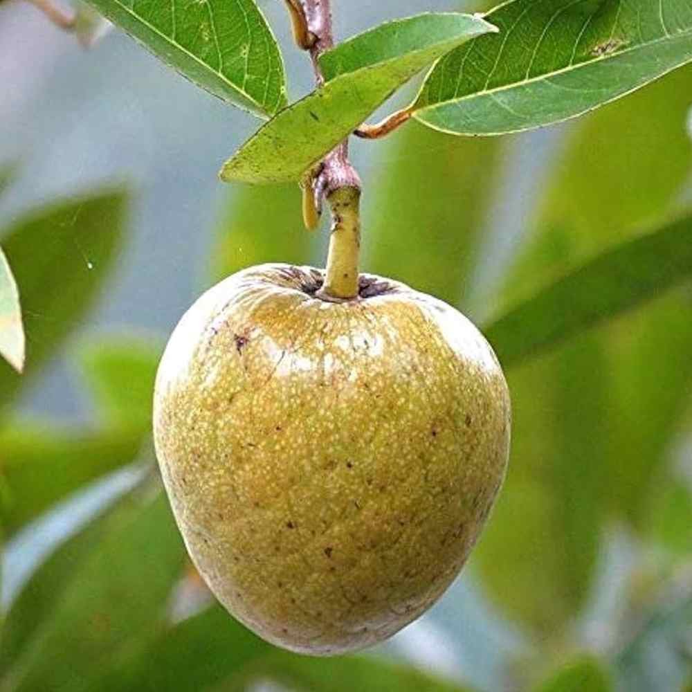Ramfal Plant