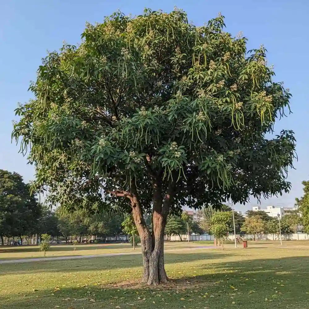 Saptaparni Plant