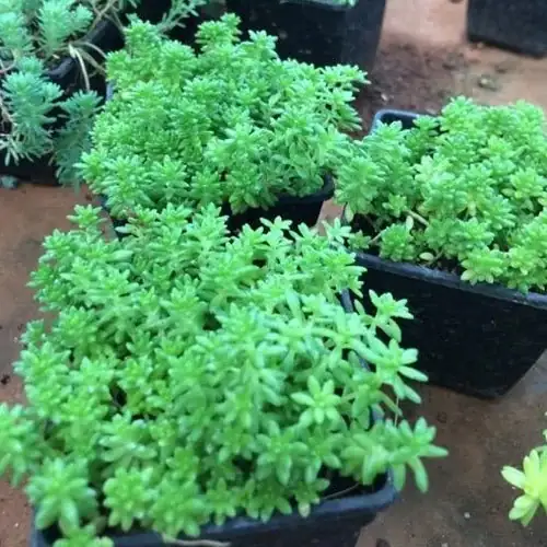 Sedum