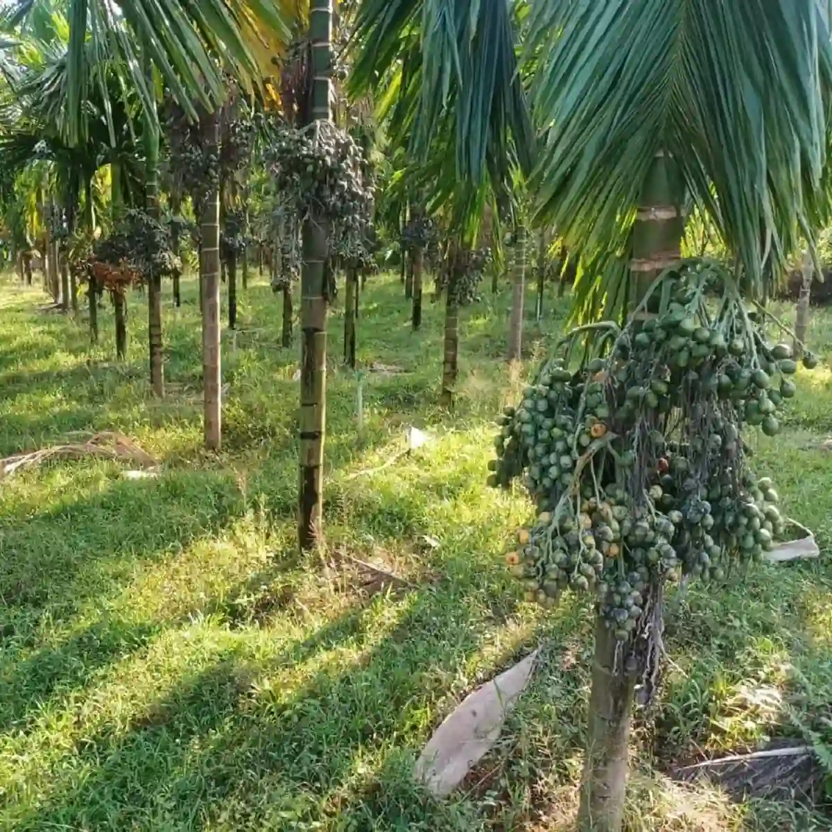 Supari