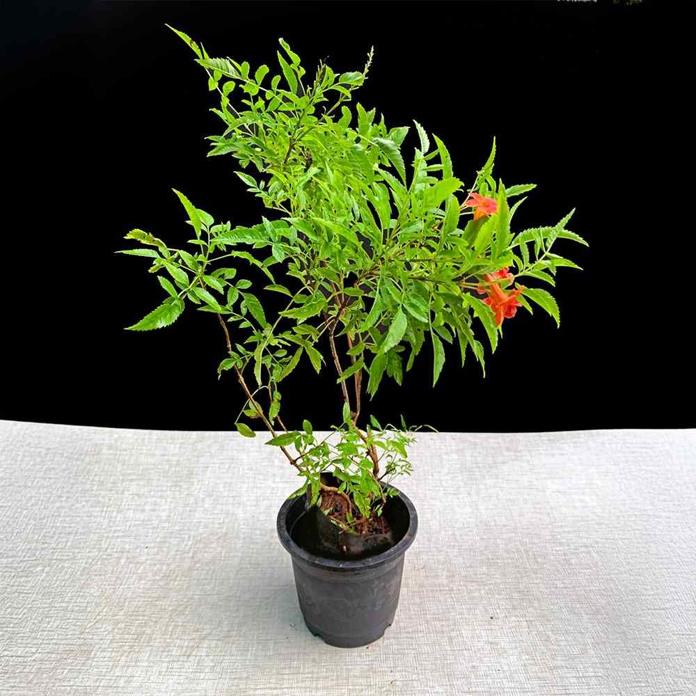 Tecoma Plant