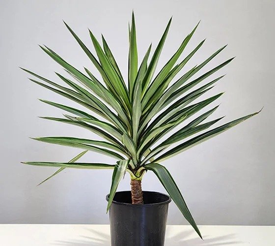 Yucca