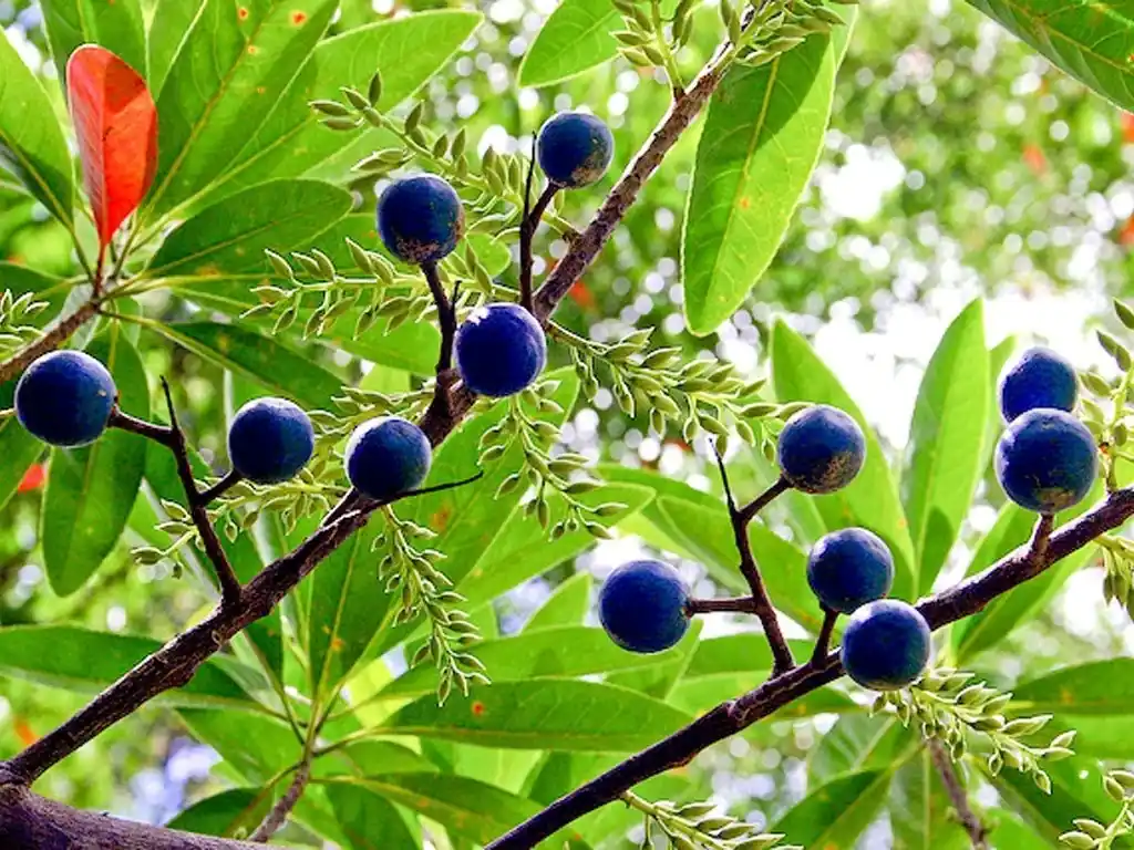 Rudraksh Plant